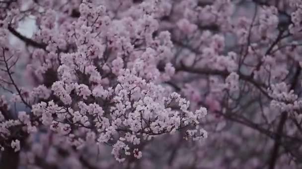 Lkbaharda Rüzgarda Kiraz Çiçeği Dalları — Stok video
