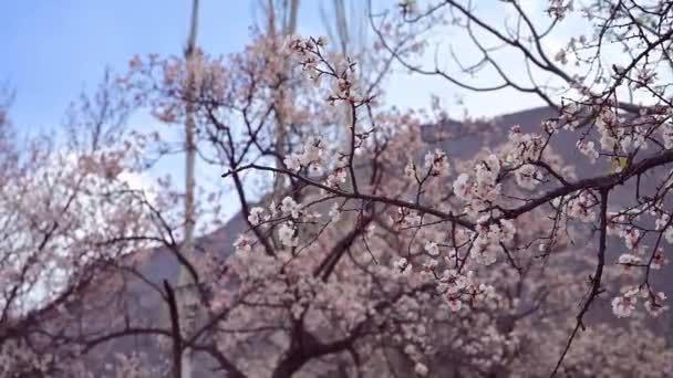 Bahar Çiçeği Arka Plan Çiçek Açan Ağaç Doğa Sahne — Stok video