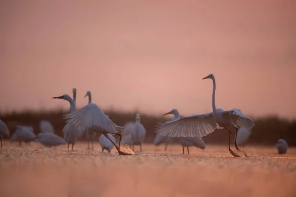Grandes Egrets Nascer Sol Manhã Neblina Dourada — Fotografia de Stock