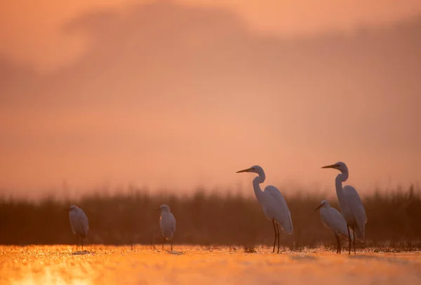 Grandes Egrets Nascer Sol Manhã Neblina Dourada — Fotografia de Stock
