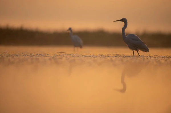 Great Egrets Sunrise Golden Misty Morning — Stock Photo, Image