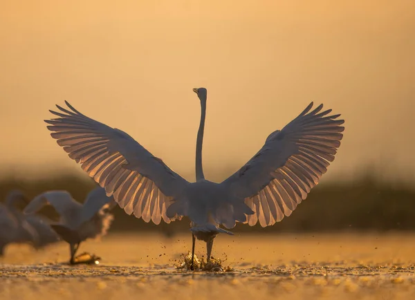 Grandes Egrets Dança Nascer Sol — Fotografia de Stock