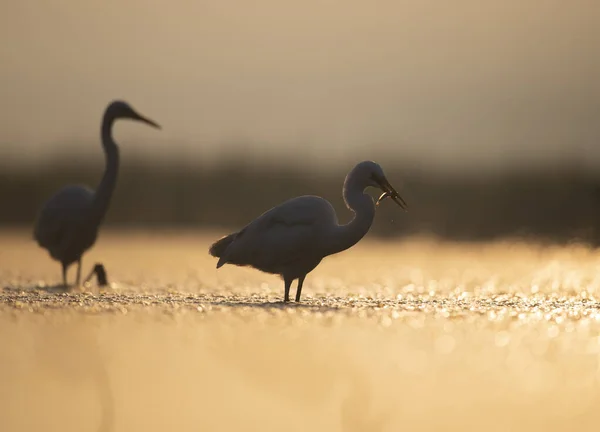 Great Egrets Fishing Sunrise — Stock Photo, Image