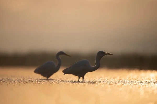Nagy Egrets Napkeltekor Arany Ködös Reggel — Stock Fotó