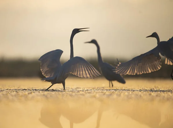 Büyük Akbalıkçıllar Gün Doğumunda Dans Eder — Stok fotoğraf