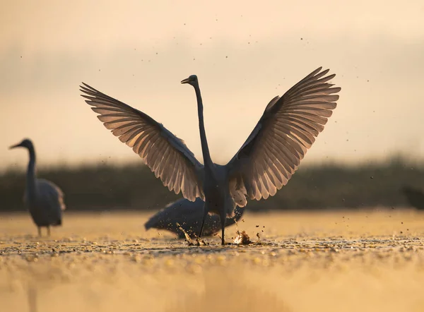 Grandes Egrets Dança Nascer Sol — Fotografia de Stock