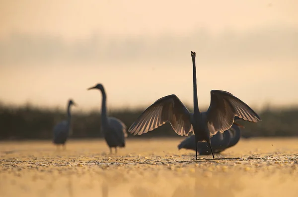 Great Egrets Dance Sunrise — Stock Photo, Image
