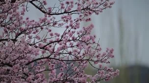 Lkbaharda Rüzgarda Kiraz Çiçeği Dalları — Stok video