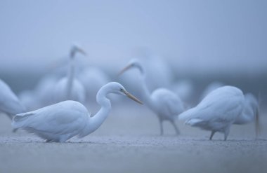 beyaz balıkçıllar (pelecanus onocrotalus) sabah