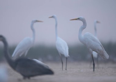 beyaz balıkçıllar (pelecanus onocrotalus) sabah