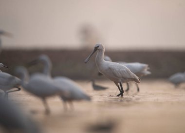 beyaz balıkçıl (pelecanus onocrotalus) bir göl üzerinde