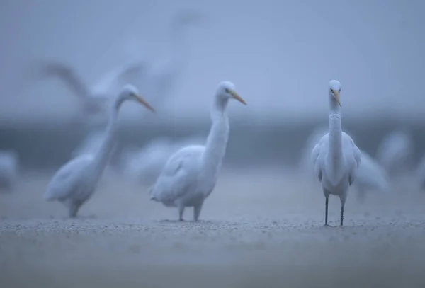 White Egrets Pelecanus Onocrotalus Morning — Stock Photo, Image