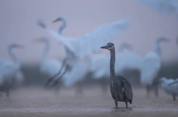Gri Beyaz Balıkçıl Kuşları Suda — Stok fotoğraf