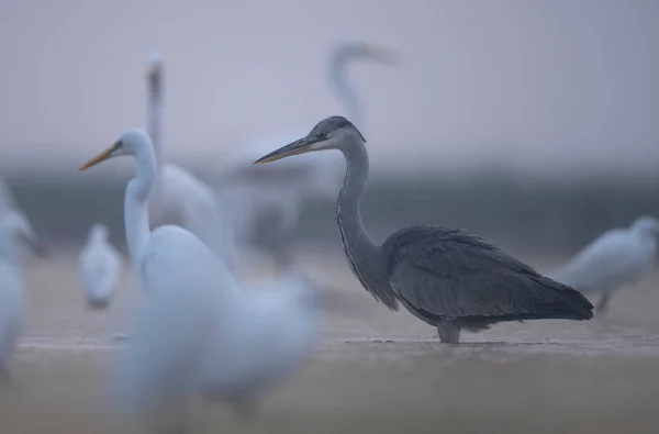Gri Beyaz Balıkçıl Kuşları Suda — Stok fotoğraf