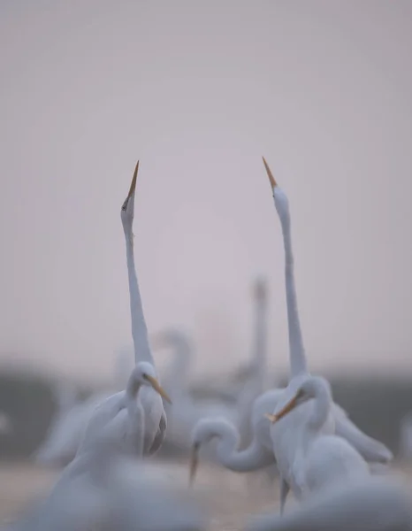 Beyaz Balıkçıllar Pelecanus Onocrotalus Sabah — Stok fotoğraf