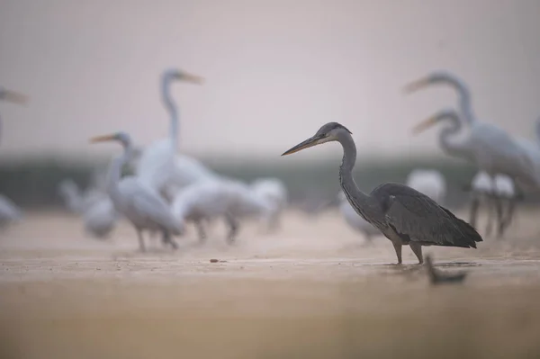水中灰色和白色的苍鹭鸟 — 图库照片