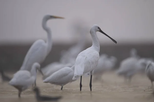 Göldeki Güzel Balıkçıllar Doğadaki Kuşlar — Stok fotoğraf