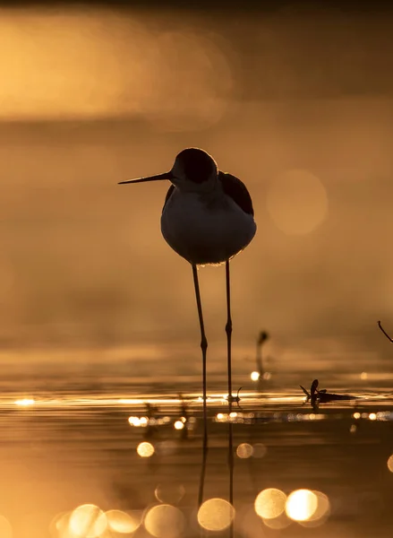 silhouette of a bird at sunset light