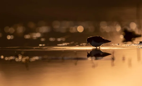 Silhouette Eines Vogels Bei Sonnenuntergang — Stockfoto