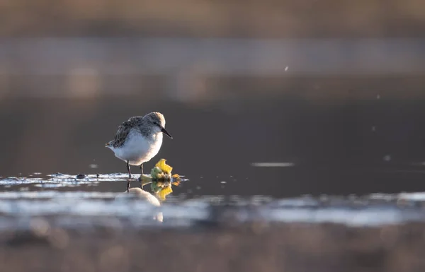 Doğadaki Güzel Vahşi Kuşun Yakın Görüntüsü — Stok fotoğraf