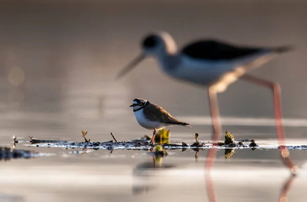 Close Birds Water — стоковое фото