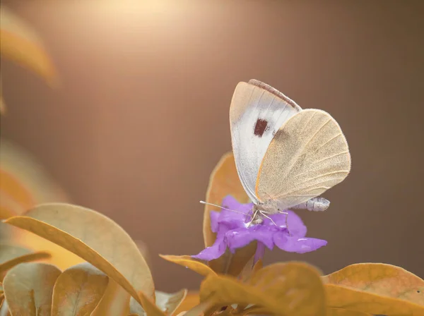 美しい花の蝶 — ストック写真