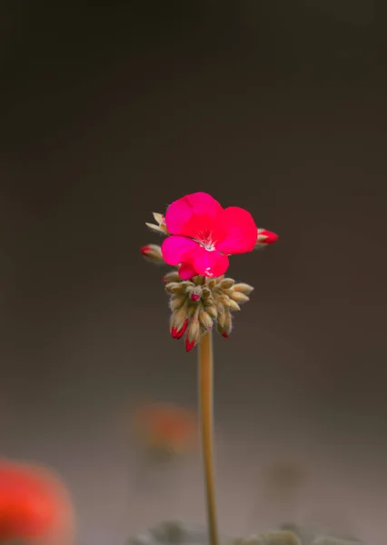 Pembe Çiçek Makro Doğa Konsepti — Stok fotoğraf