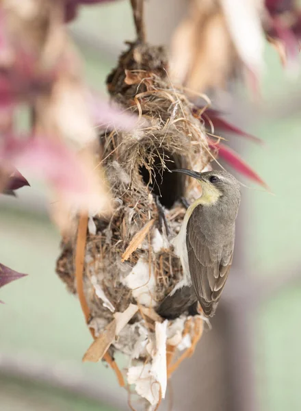 Primer Plano Pájaro Alimentación Polluelos Nido —  Fotos de Stock