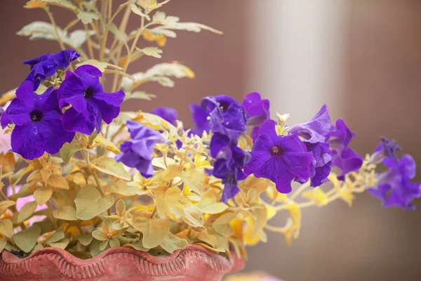 Beautiful Flowers Garden Closeup Selective Focus — Stock Photo, Image