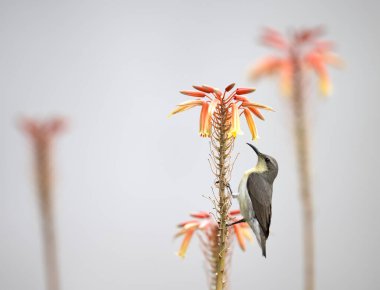 Mor Güneş Kuşu Cinnyris asiaticus Turuncu çiçekte tek kuş, 