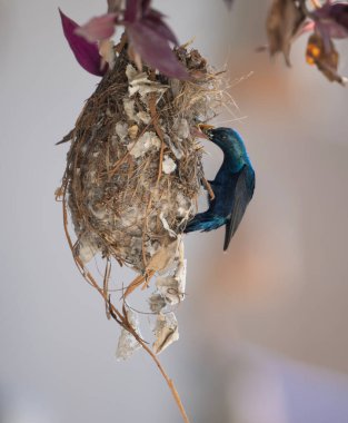 Mor Güneş Kuşu Yuvadaki Yavruları Besliyor 