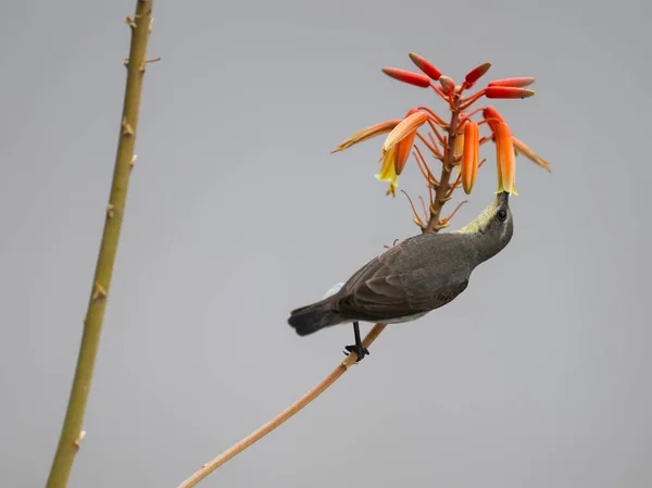 Fioletowy Sunbird Cinnyris Asiaticus Pojedynczy Ptak Kwiat Pomarańczy — Zdjęcie stockowe