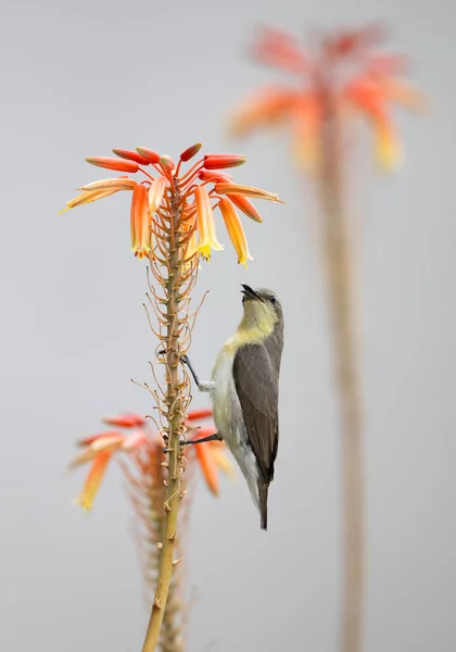 Tournesol Pourpre Cinnyris Asiaticus Oiseau Unique Sur Fleur Orange — Photo