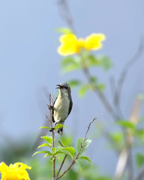 Mignon Petit Sunbird Violet Perché Sur Branche — Photo