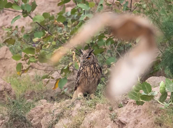 Indian Eagle Owl Bubo Bengalensis Mountain Area — Stock Photo, Image