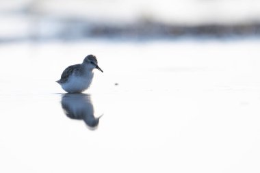 Küçük İğne kuş nehirde duruyor