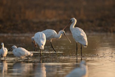 Bataklıkta Avlanan Kaşık Faturası Sürüsü