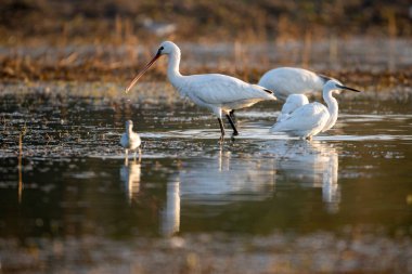 Avrasya kaşık faturası Bataklıkta Balıkçılık