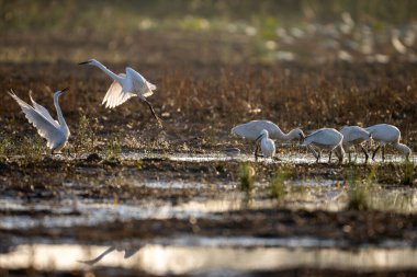 Avrasya kaşık faturası (Platalea lucorodia) Sabah Sulama Alanı