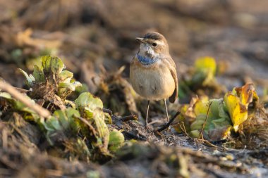 Şirin kuş, vahşi yaşam sahnesi, doğa konsepti.