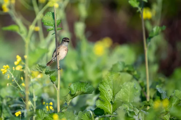 Gros Plan Oiseau Dans Son Habitat Dans Bel Environnement — Photo