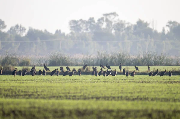 Stock image beautiful Black stork in the meadow with green grass