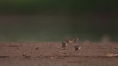 Kuşlar doğa arka planında yürüyor