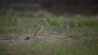 Yeşil çimenler üzerinde yürüyen kuşlar