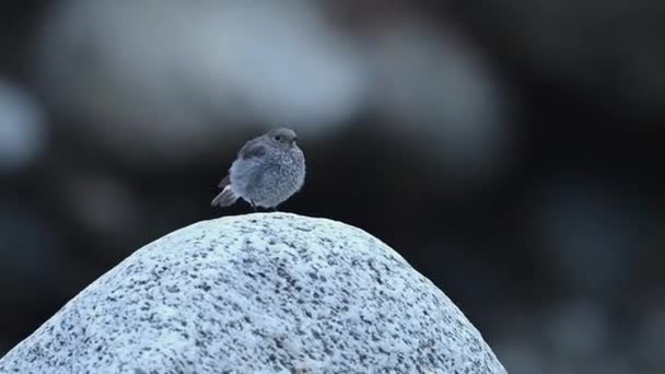 大自然背景下的户外鸟类 — 图库视频影像