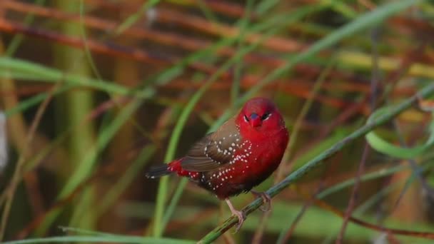 Güzel Kırmızı Kuş Kırmızı Avadavat Amandava Amandava Bir Dala Tünemektedir — Stok video