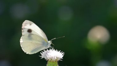 Yabani çiçeklerin üzerindeki lahana kelebeği (Pieris brassicae)