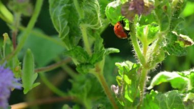 Yeşil Arkaplan Çiçekli Uğurböceği