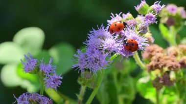 Yeşil Arkaplan Çiçekli Uğurböceği