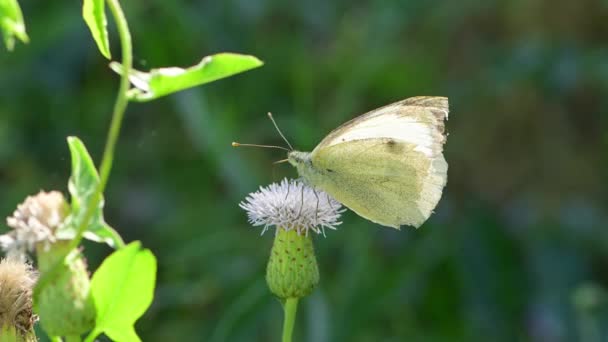 Papillon Chou Pieris Brassicae Sur Les Fleurs Sauvages Nourrissant — Video